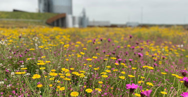 Een sedummat gecombineerd met kruidenplanten, perfect voor een natuurlijke uitstraling en geur.